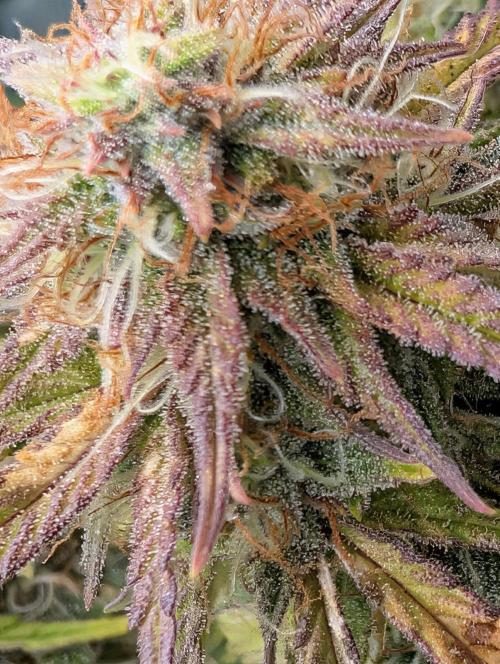 $$$$$ZtrawberrieZ$$$$$. Week 5