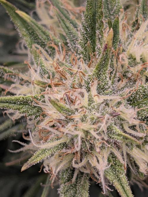 $$$$$ZtrawberrieZ$$$$$. Week 5