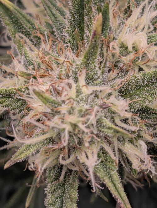 $$$$$ZtrawberrieZ$$$$$. Week 5