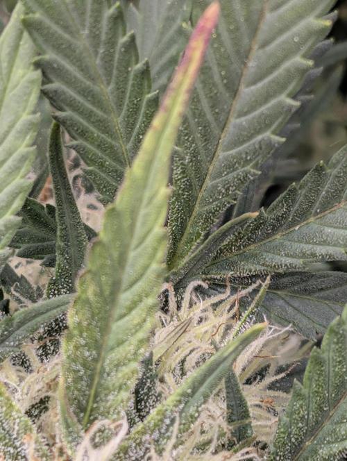 $$$$$ZtrawberrieZ$$$$$. Week 5