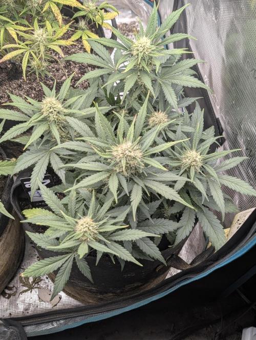 $$$$$ZtrawberrieZ$$$$$. Week 5