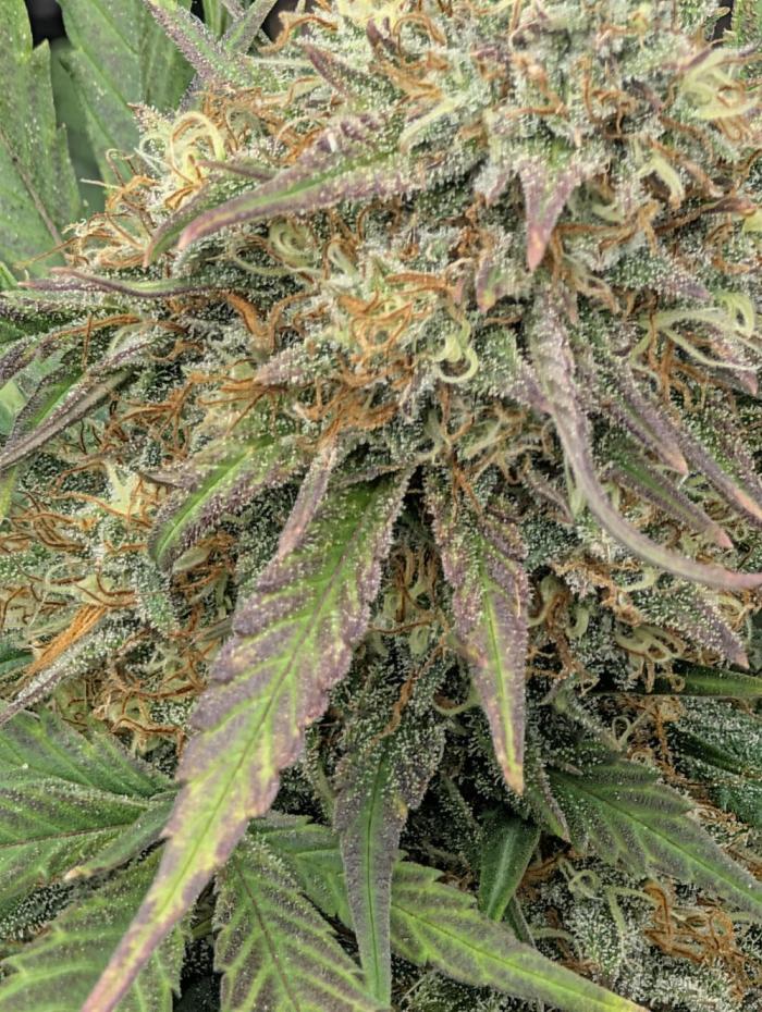 $$$$$ZtrawberrieZ$$$$$. Week 6