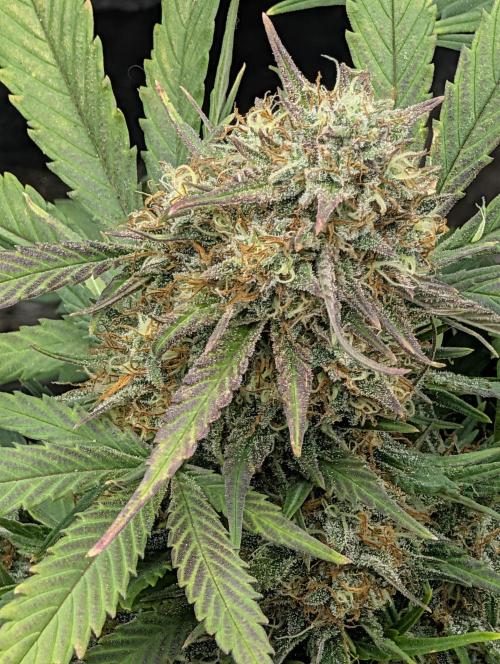 $$$$$ZtrawberrieZ$$$$$. Week 7