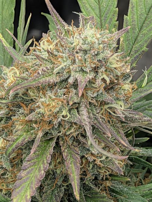 $$$$$ZtrawberrieZ$$$$$. Week 7