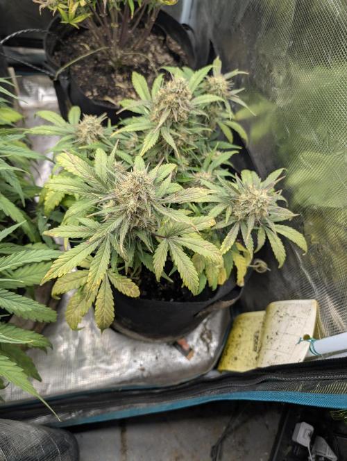 $$$$$ZtrawberrieZ$$$$$. Week 8