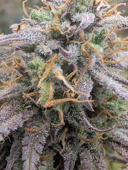 FrostBanger. Week 10