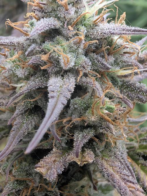 FrostBanger. Week 10