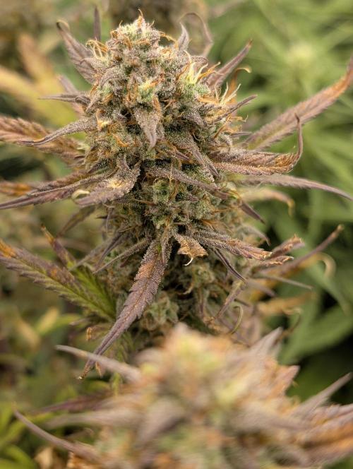 FrostBanger. Week 10