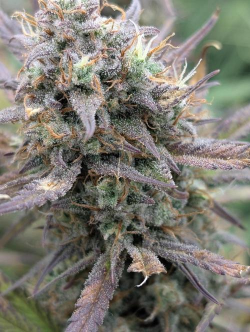 FrostBanger. Week 10