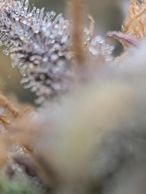 FrostBanger. Week 10