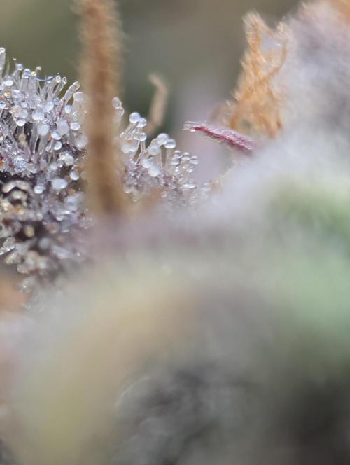 FrostBanger. Week 10