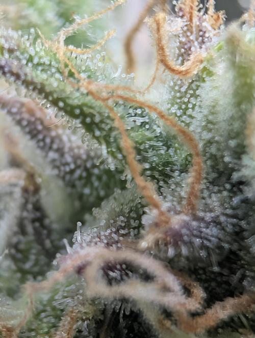 FrostBanger. Week 10