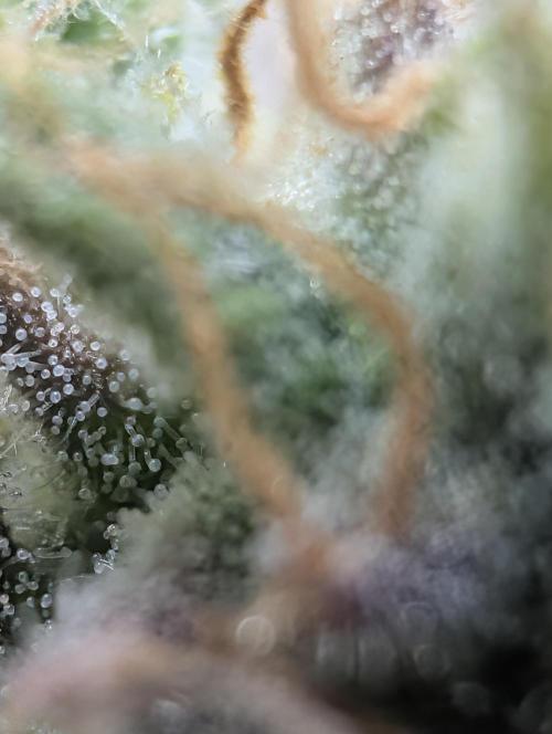 FrostBanger. Week 10