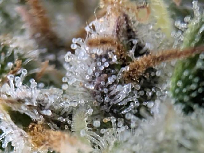 $$$$$ZtrawberrieZ$$$$$. Week 9