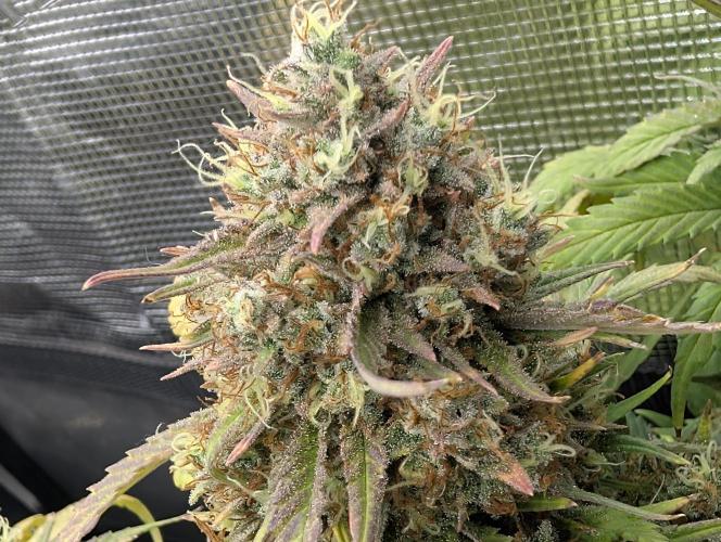 $$$$$ZtrawberrieZ$$$$$. Week 9