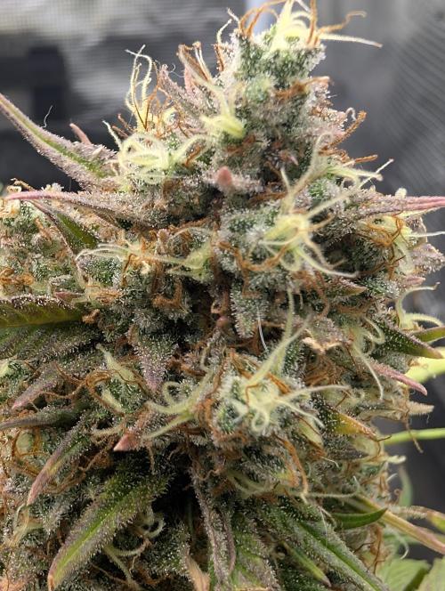 $$$$$ZtrawberrieZ$$$$$. Week 9