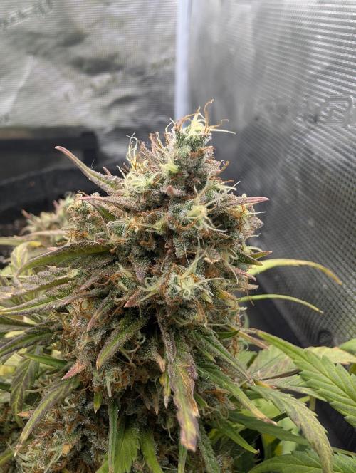 $$$$$ZtrawberrieZ$$$$$. Week 9