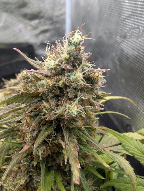 $$$$$ZtrawberrieZ$$$$$. Week 9