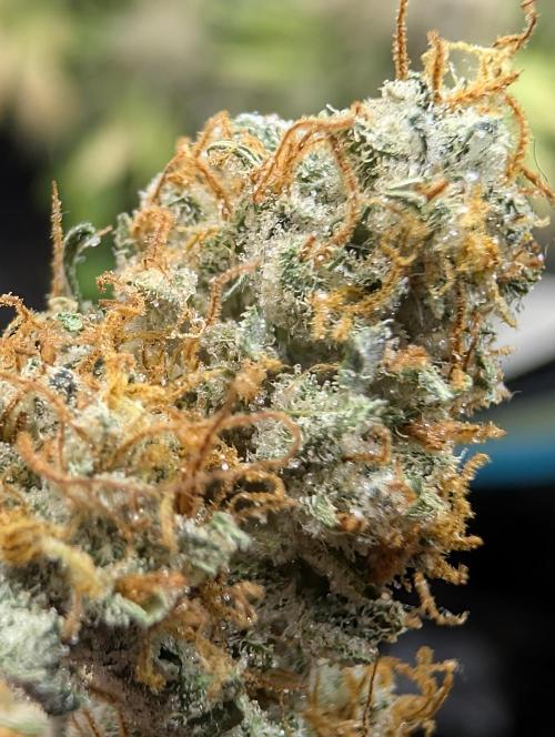 $$$$$ZtrawberrieZ$$$$$. Week 10