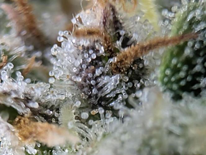 $$$$$ZtrawberrieZ$$$$$. Week 10