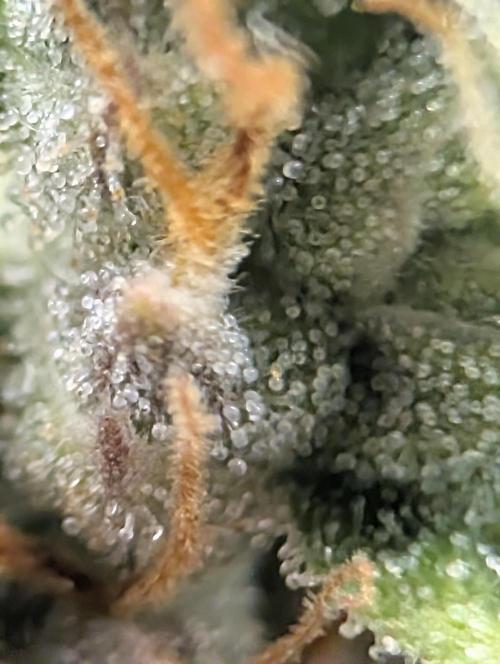 Mephisto Genetics. Week 0