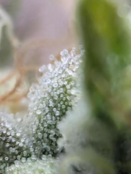 Mephisto Genetics. Week 0