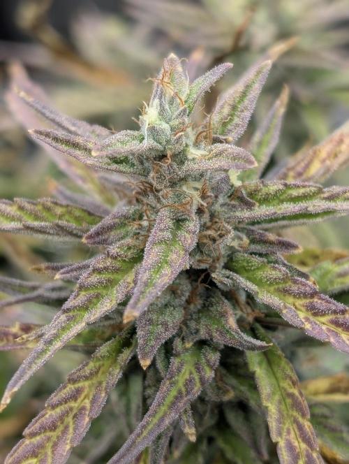 Mephisto Genetics. Week 0