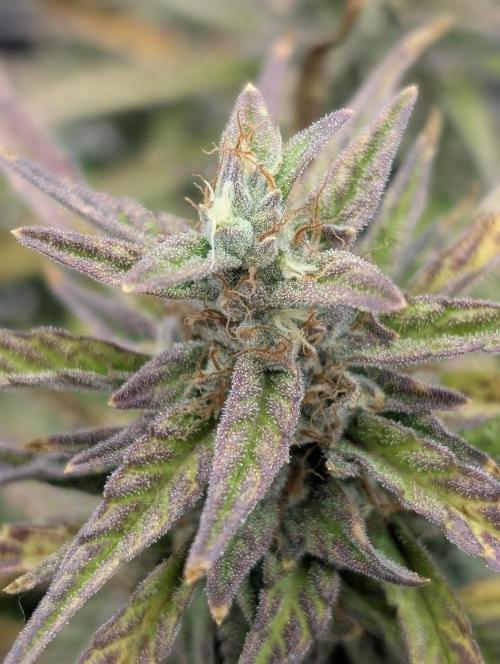 Mephisto Genetics. Week 0