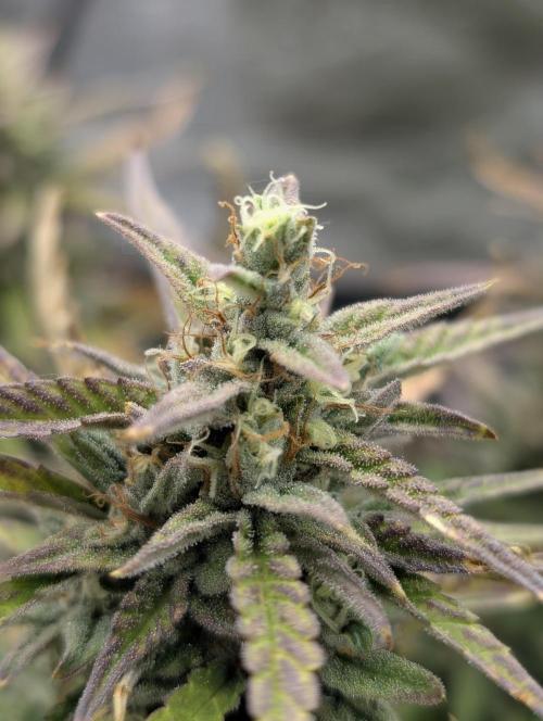 Mephisto Genetics. Week 0