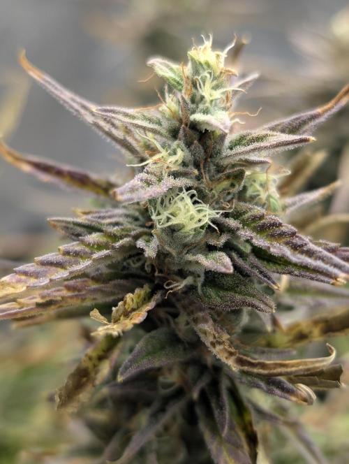 Mephisto Genetics. Week 0