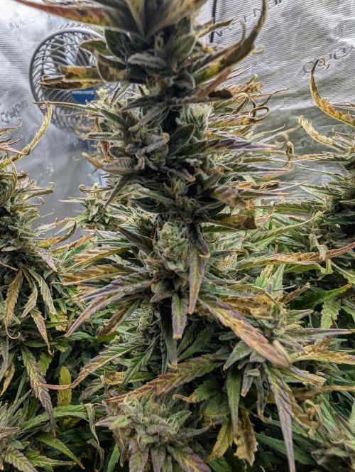 Mephisto Genetics. Week 0