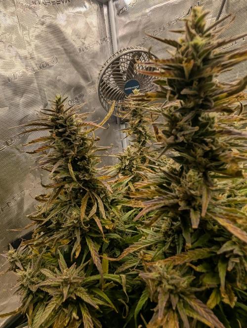 Mephisto Genetics. Week 0