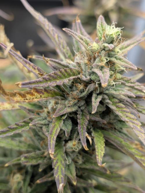 Mephisto Genetics. Week 0