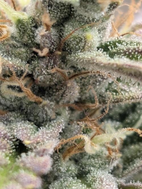 Mephisto Genetics. Week 0