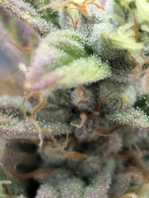 Mephisto Genetics. Week 0