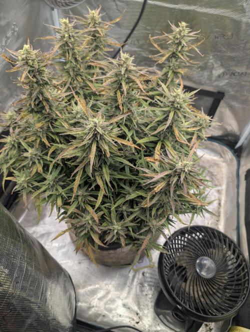 Mephisto Genetics. Week 0