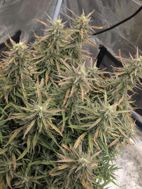 Mephisto Genetics. Week 0