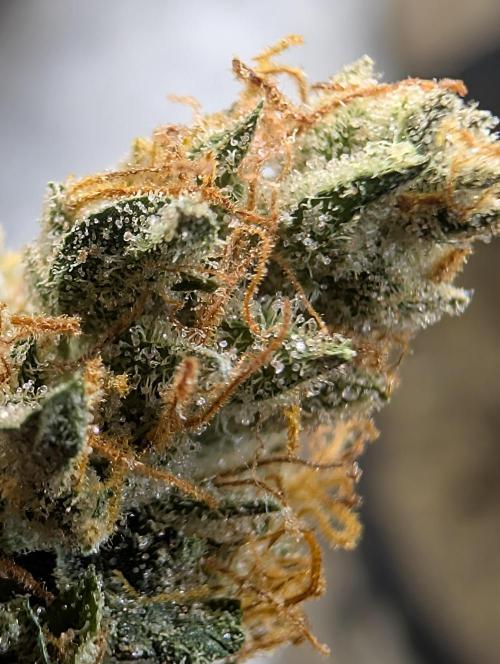 Mephisto Genetics. Week 2