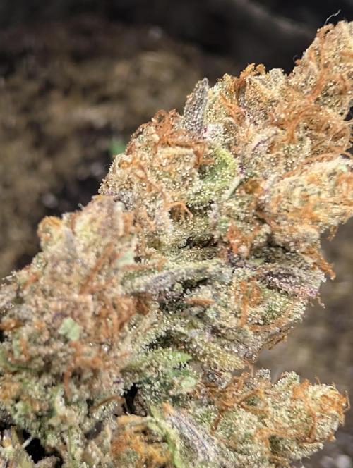 Mephisto Genetics. Week 2