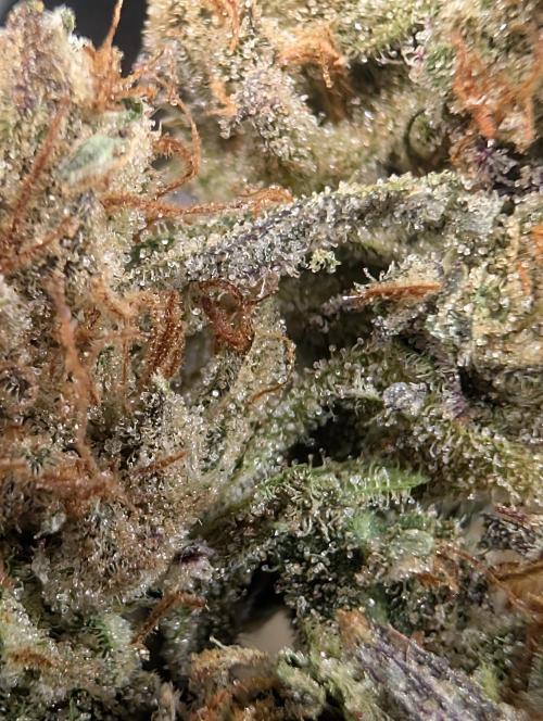 Mephisto Genetics. Week 2