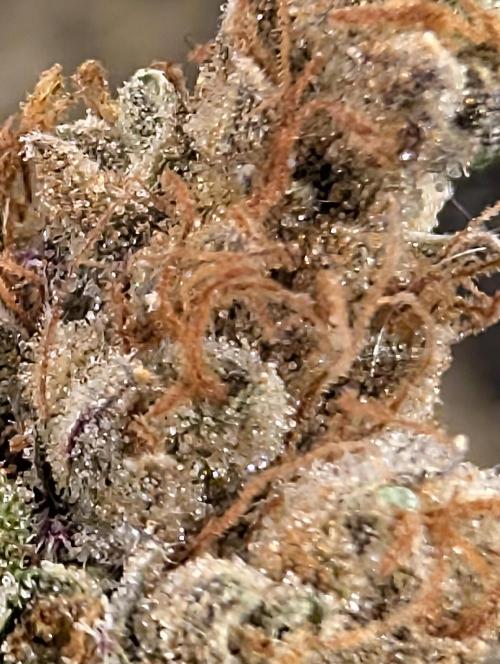 Mephisto Genetics. Week 2