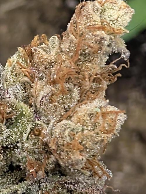 Mephisto Genetics. Week 2