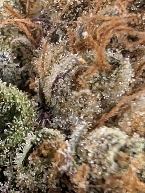 Mephisto Genetics. Week 2