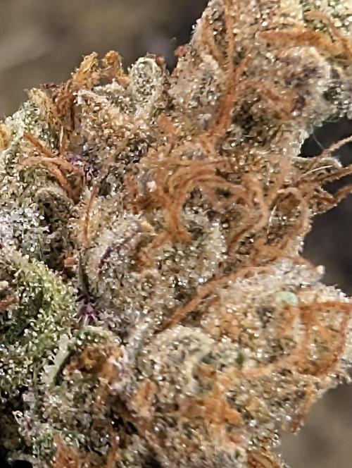 Mephisto Genetics. Week 2