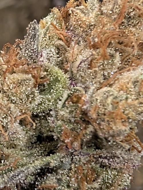 Mephisto Genetics. Week 2