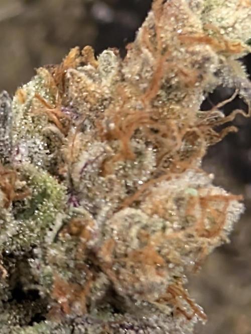 Mephisto Genetics. Week 2