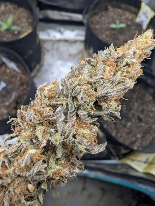 Mephisto Genetics. Week 2