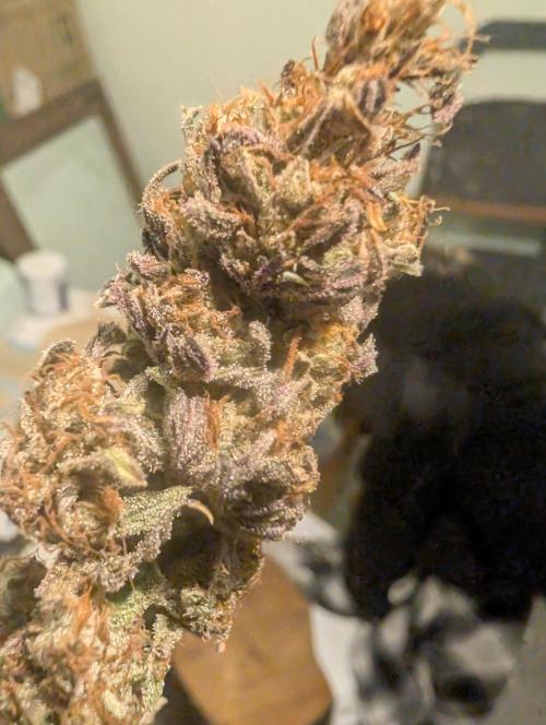 Mephisto Genetics. Week 2