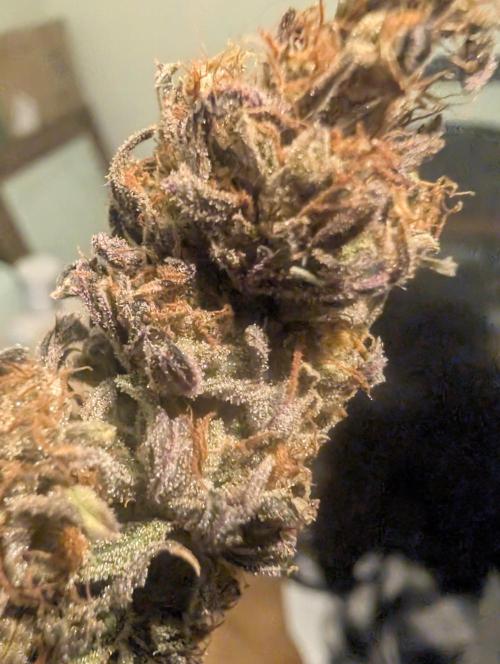 Mephisto Genetics. Week 2