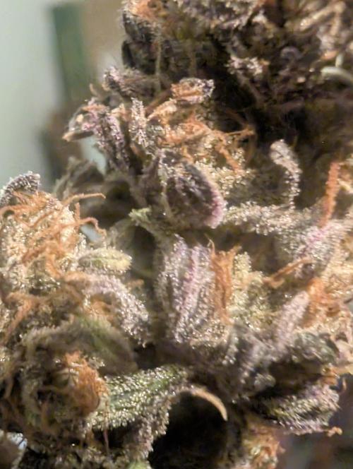 Mephisto Genetics. Week 2